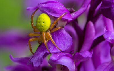 Araña corona